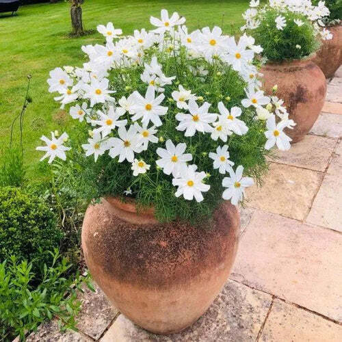 Zemā kosmeja 'Sonata White'
